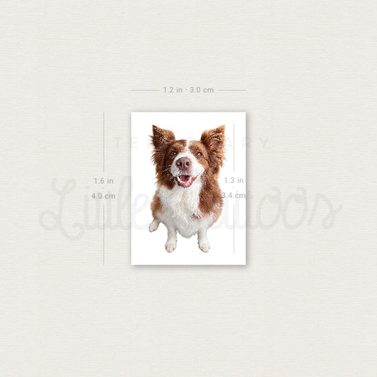 Realistic Chocolate Border Collie Temporary Tattoo - Set of 3