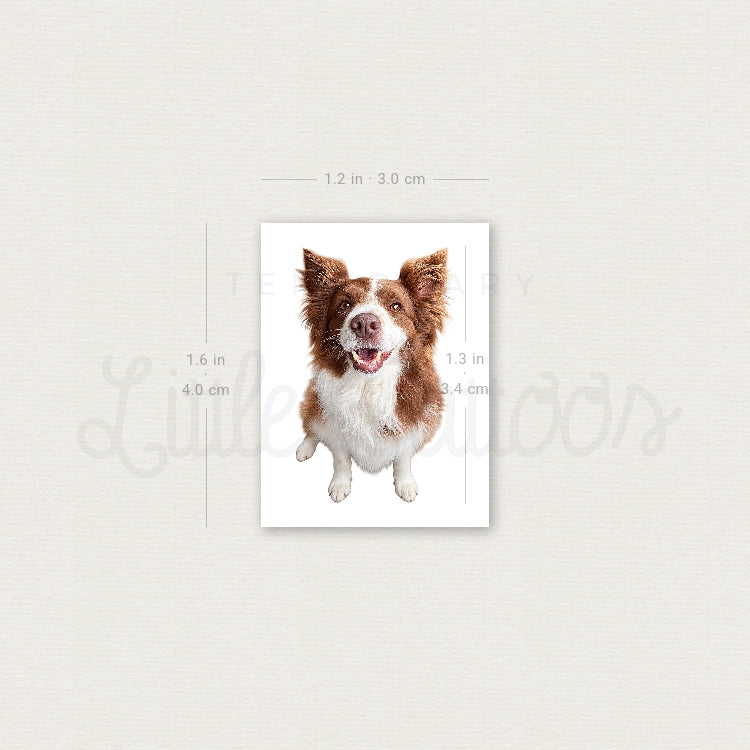Realistic Chocolate Border Collie Temporary Tattoo - Set of 3