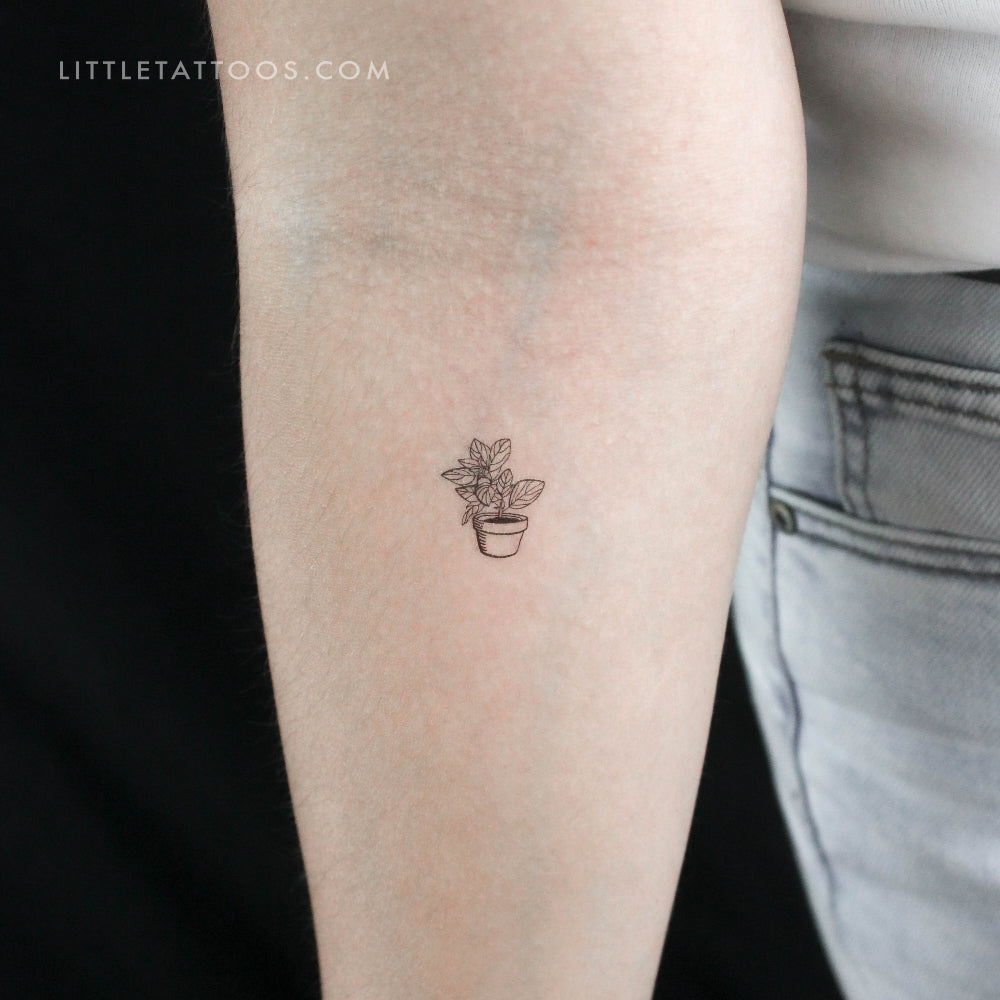 Tatuaje temporal de planta de interior - Juego de 3