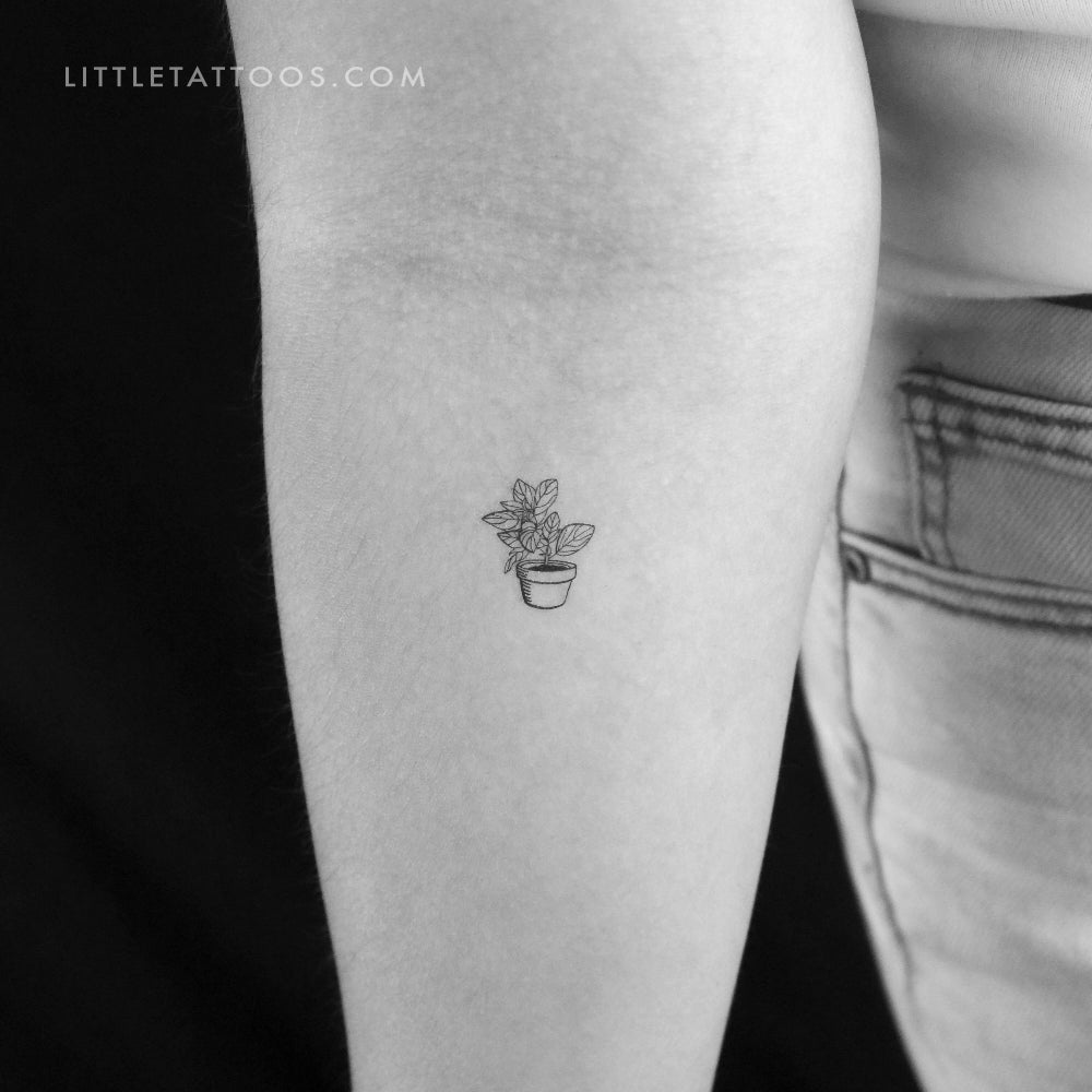 Tatuaje temporal de planta de interior - Juego de 3