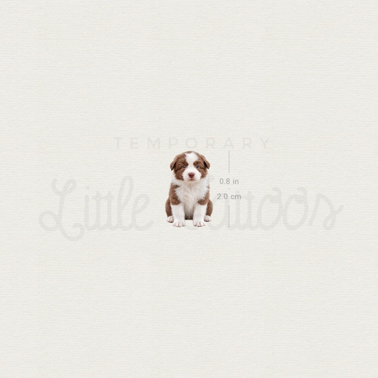 Chocolate Border Collie Puppy Temporary Tattoo - Set of 3