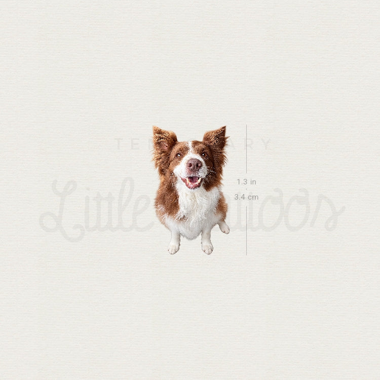 Realistic Chocolate Border Collie Temporary Tattoo - Set of 3