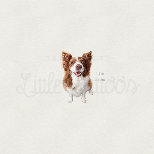 Realistic Chocolate Border Collie Temporary Tattoo - Set of 3